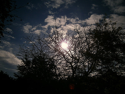 lumière de retour, arbres, arbustes, dans la lentille, silhouette, humeur, Sky