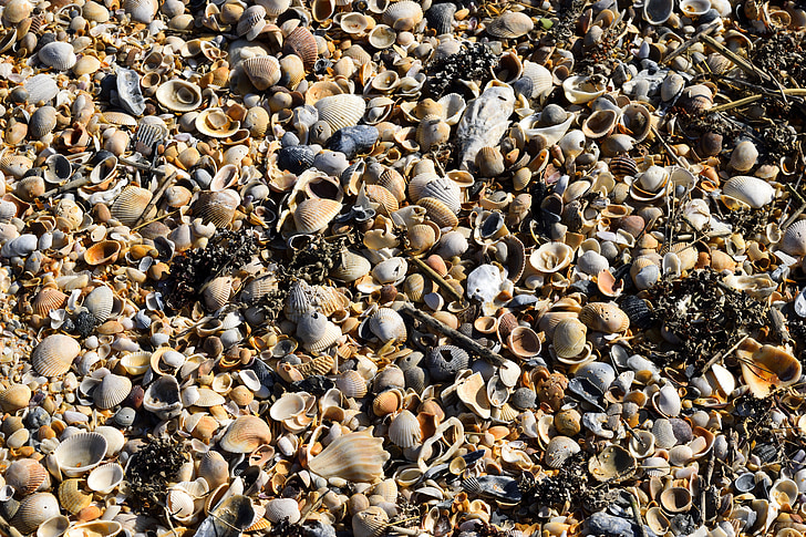 conchas de praia, plano de fundo, pano de fundo, padrão, formas, cores, coletor de