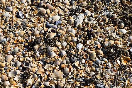 schelpen van strand, achtergrond, achtergrond, patroon, vormen, kleuren, verzamelaar