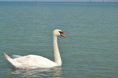 Swan, krásny, zobák, vody, biela, národný vták, Dánsko