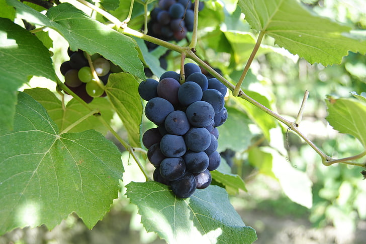 hrozno, fialová, víno, hrozna, ovocie, vinič, poľnohospodárstvo