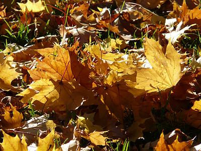 dedaunan jatuh, kembali cahaya, cahaya, daun, musim gugur, hutan musim gugur, coklat