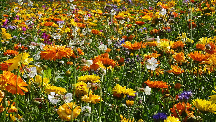 virág meadow, virágok, területén virágok, nyári, tavaszi, színes, természet
