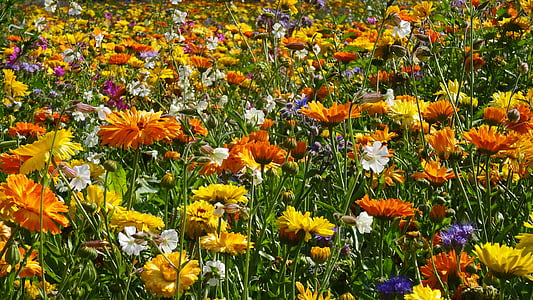blomst ENG, blomster, felt av blomster, Sommer, våren, fargerike, natur