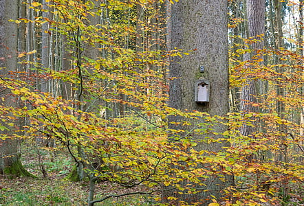 tree, log, bird's nest, nest, autumn, forest, leaves