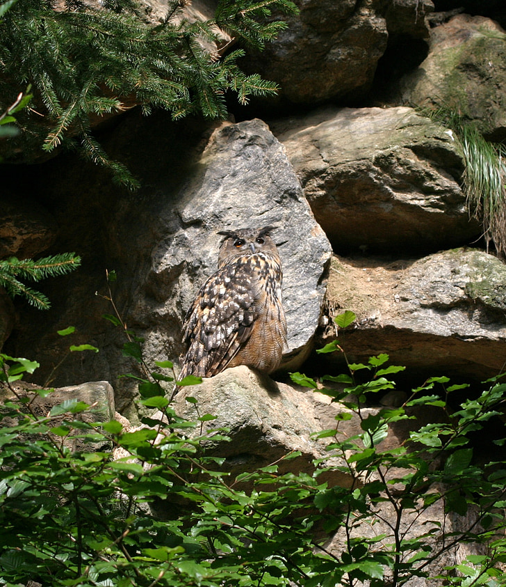 Buho de águila, pájaro, Bosque bávaro, buho, Baviera