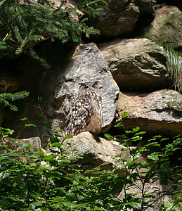Eagle owl, pták, Bavorský les, sova, Bavorsko