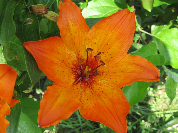 Lily, Oranje, plant, bloem, natuur, blad, Petal