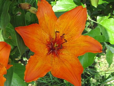 Lilie, Orange, Anlage, Blume, Natur, Blatt, Blütenblatt