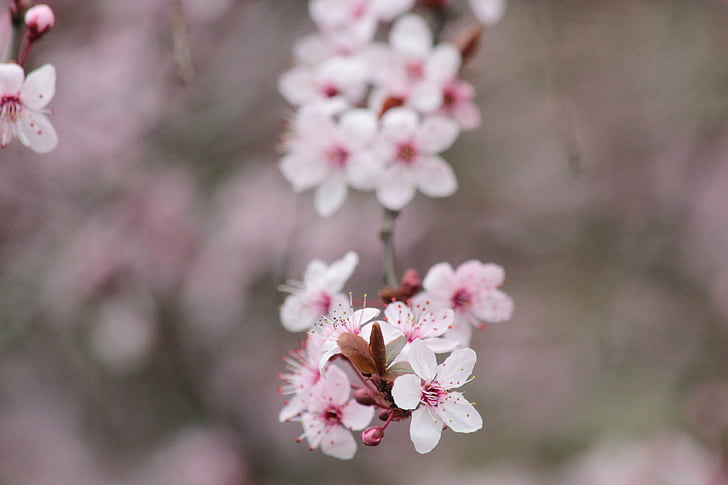 Cherry, Blossom, mekar, pohon, merah, Sakura, blossom putih