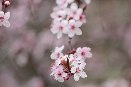 cseresznye, Blossom, Bloom, fa, piros, cseresznyevirág, fehér virág
