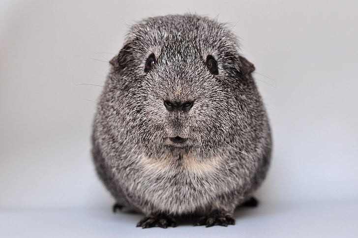 guinea pig, smooth hair, agouti, silver, from the front, portrait, animal
