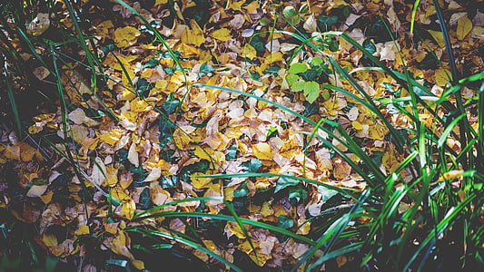 høsten blader, bakken, løvverk, blader, skog, utendørs, blad