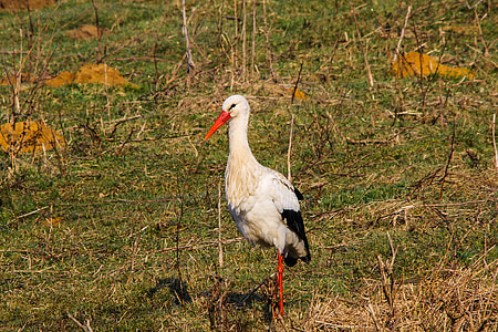 stork, rattle stork, dorsten, hervester break, bird, signs of spring, meadow