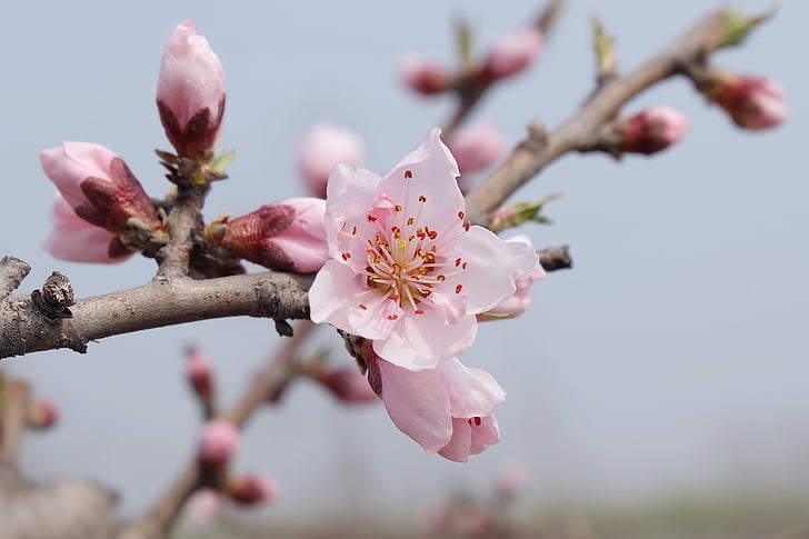 tavaszi, Peach blossom, Serenity, rózsaszín, természet, fa, fióktelep
