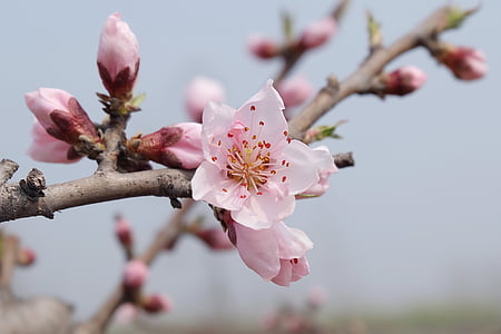 kevään, Peach blossom, Serenity, vaaleanpunainen väri, Luonto, puu, haara