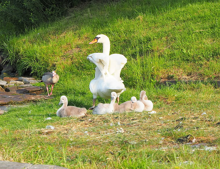 swan, chicks, family, swans, bird, young animals, cute