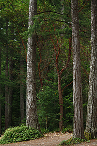 pădure de nord-vest, Brad Douglas, Washington, Pacific, pădure, pădure, natura