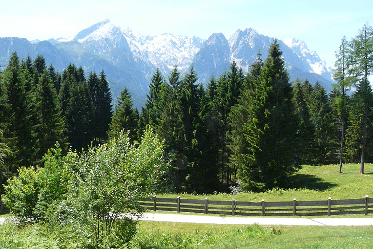 Alpine, Meadow, cảnh quan