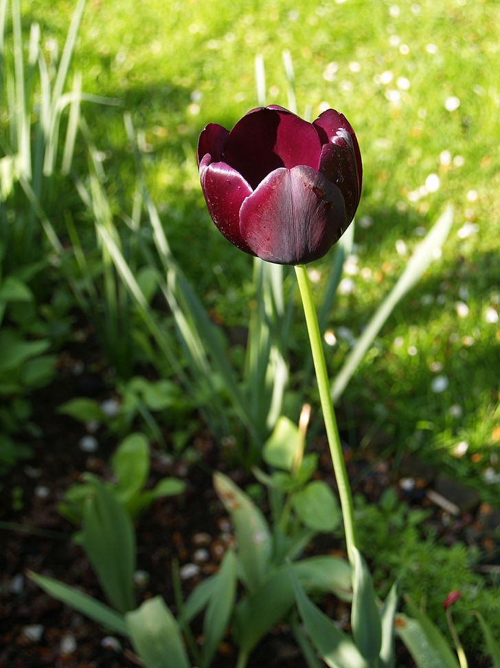 floare, Tulip, Bordeaux
