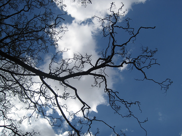branches, twigs, bare, shapely, arching, tendrils, reaching out