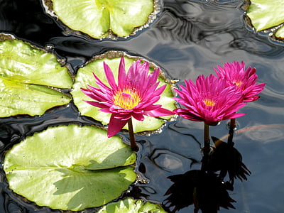 water lilies, flowers, pond, lily, nature, aquatic, floral