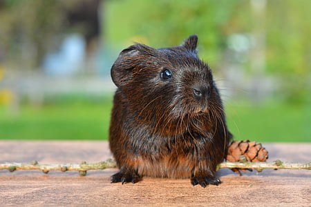 hamster, top, tree, branch, table, Guinea Pig, Pet
