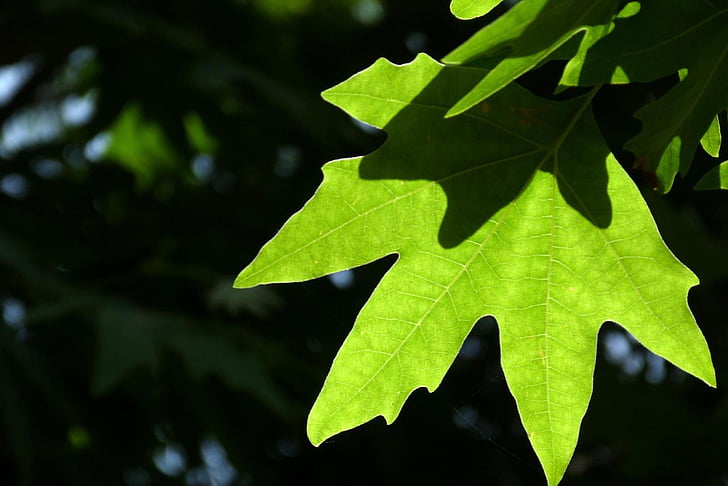 leaf, depth of field, light, dark, outline, green, nature
