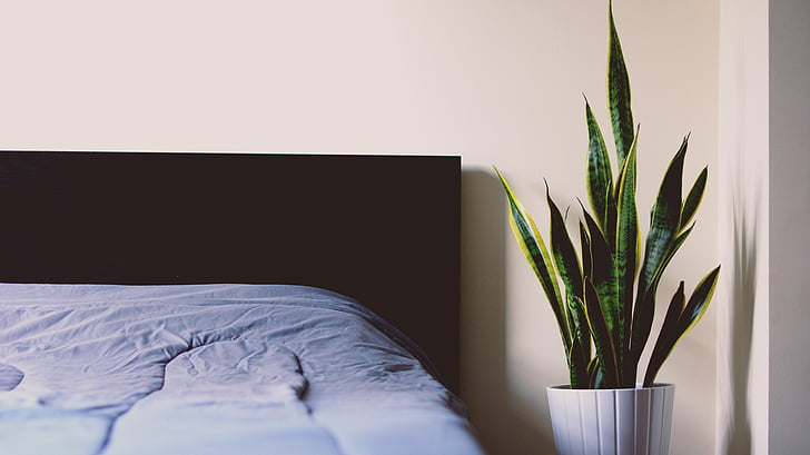 màu xanh lá cây, con rắn, thực vật, nồi, gần, giường, Phòng ngủ