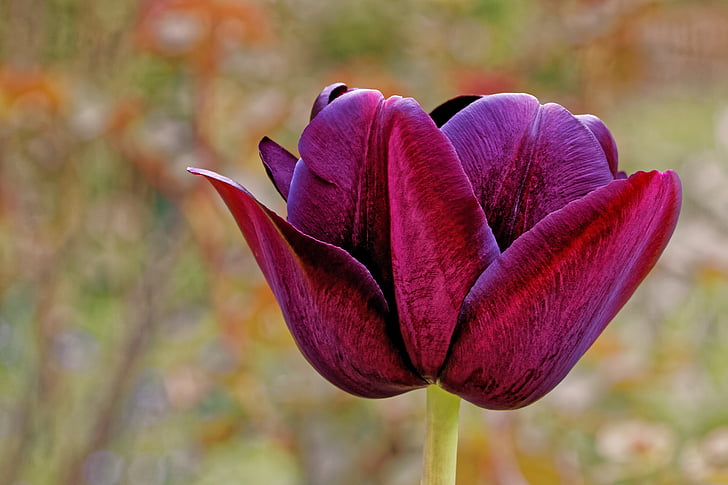Tulipa, lliri, violeta, porpra, primavera, natura, flors