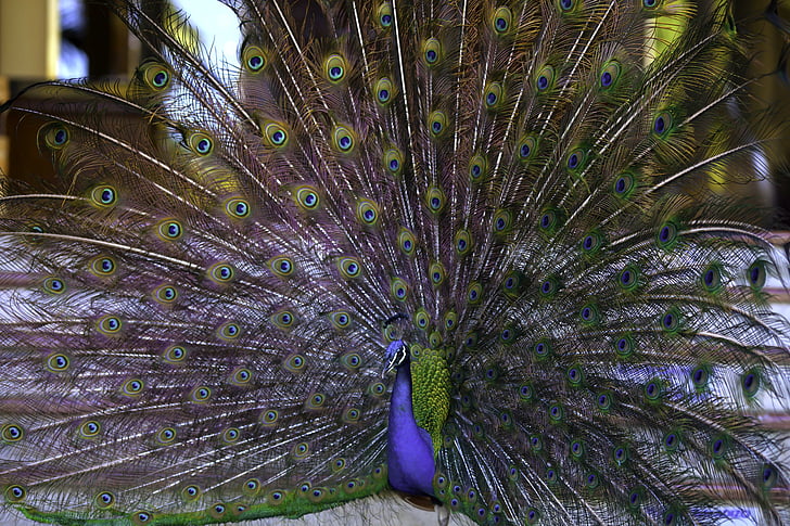 Peacock, Tuuletin, riikinkukon pyrstö, Linnut, Kauneus, elävä luonto, lintu