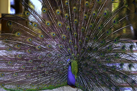 Peacock, ventilator, Peacock's tail, vogels, schoonheid, levende natuur, vogel