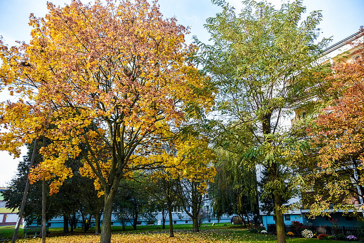 drvo, jesen, boje, lišće, krajolik, priroda, šuma