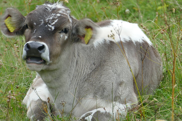 baby, cow, cute, relaxed, meadow, beef, close