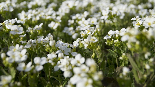 lilled, Flora, lill, valge lill, kevadel, loodus, Makro
