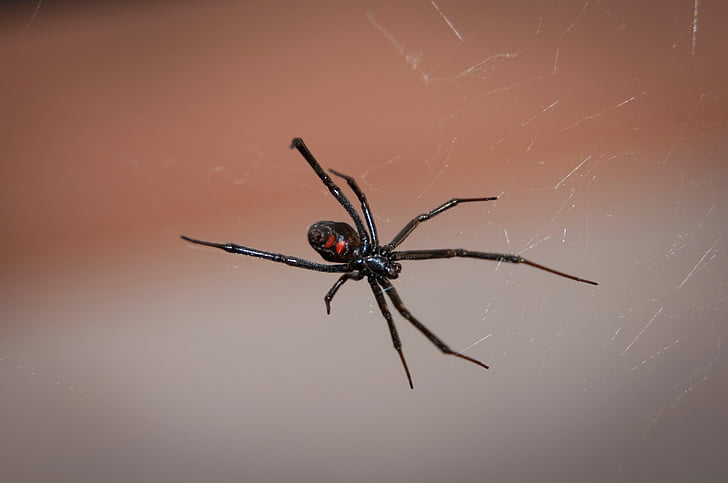 Schwarze Witwe Spinne, Web, Arachnid, giftig, Venom, Tierwelt, Natur