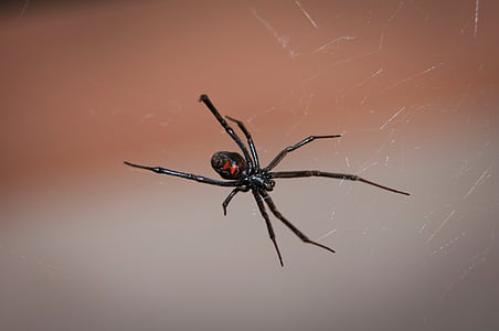 Sort enke edderkop, Web, arachnid, giftige, Venom, Wildlife, natur