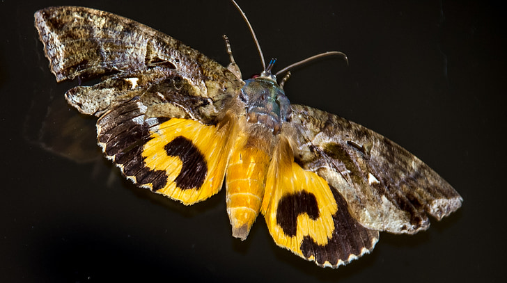 papillon de nuit, succion du fruit moth, grande, insecte, brun, noir, jaune
