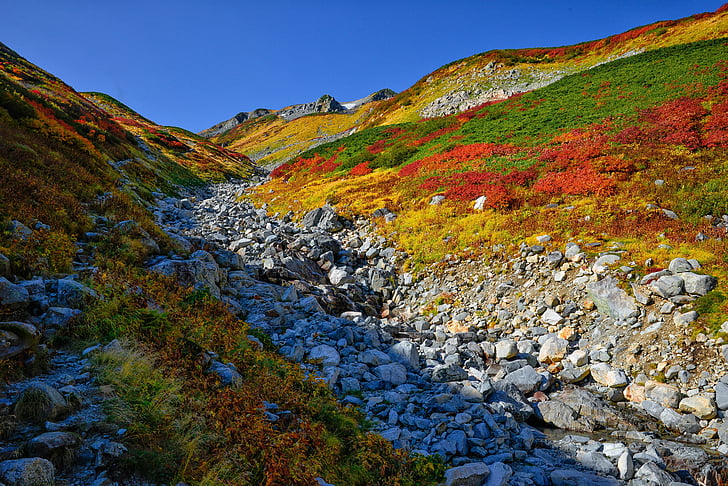 autumnal leaves, the alpine zone, form of the gloss, october, northern alps, japan