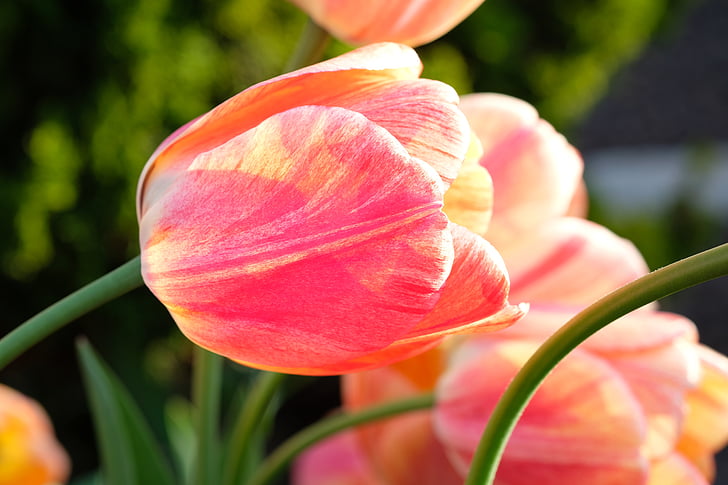Tulip, bloem, lente, natuur, rood, roze, geel