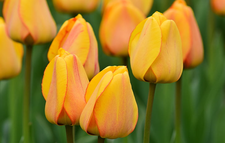 tulipani, rumena, pomlad, cvetje, spomladi cvet, rezano cvetje, rumenimi cvetovi