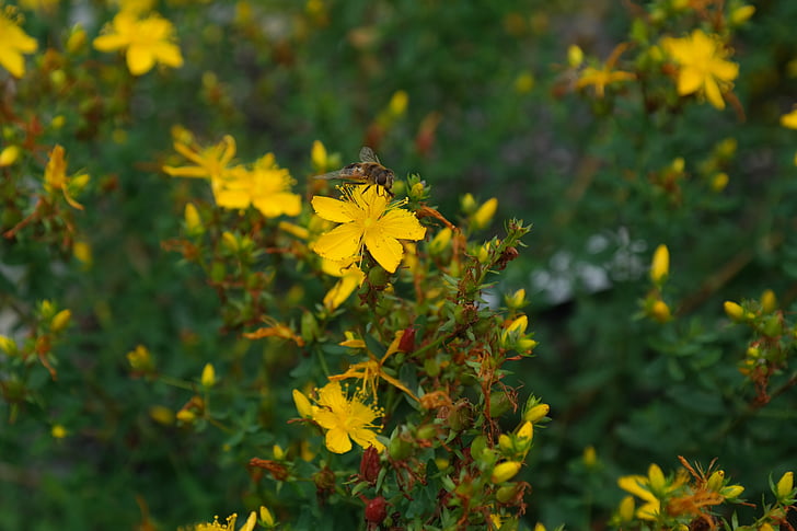 herba de, flor, flor, flor, groc, Hypericum perforatum, real pericó