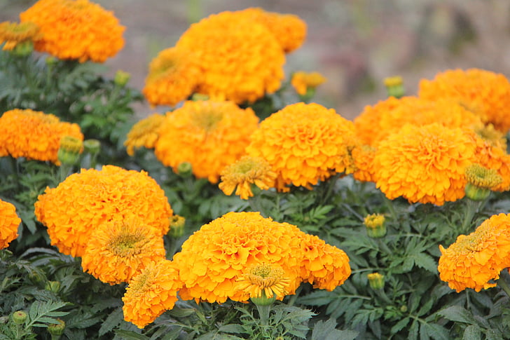 marigold flower, flowers, pretty