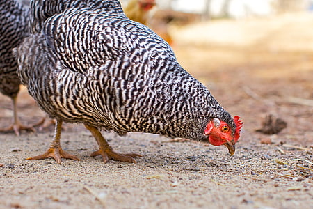 chicken, chicken yard, peck, farm, poultry, agriculture, animal