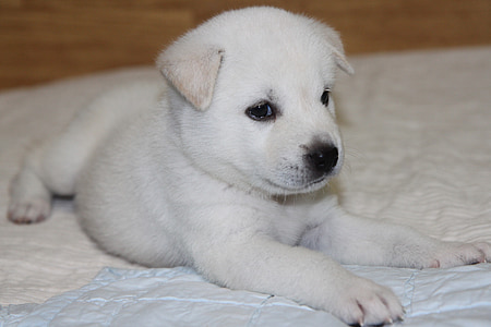 เกาหลี jindo, สุนัข, ลูกสุนัข, ขนสีขาว