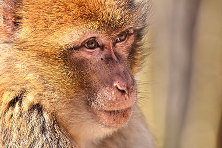 берберски маймуна, застрашени видове, Портрет, Сладък, маймуна планински Салем, животните, диво животно
