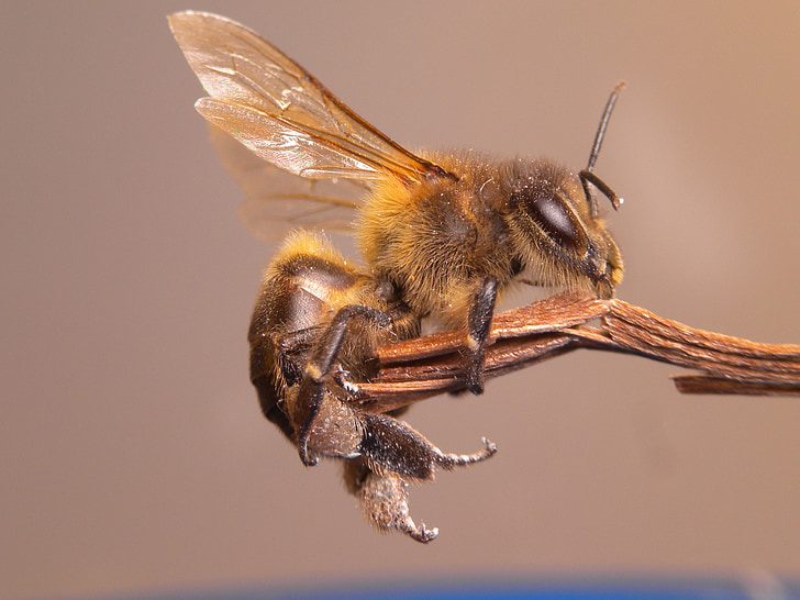 con ong, côn trùng, Hoa