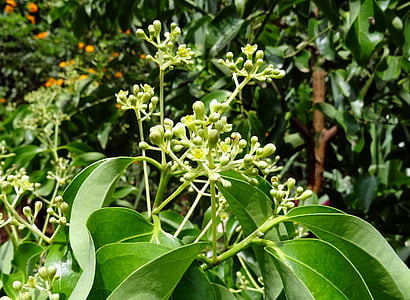 feuille de Laurier indienne, cannelle, Cinnamomum tamala, Cinnamomum verum, arbre, épice, feuilles