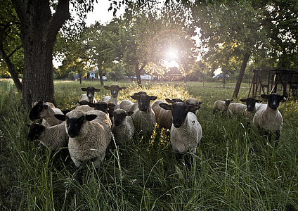 domba, padang rumput, hijau, matahari, wol, rumput, kawanan domba