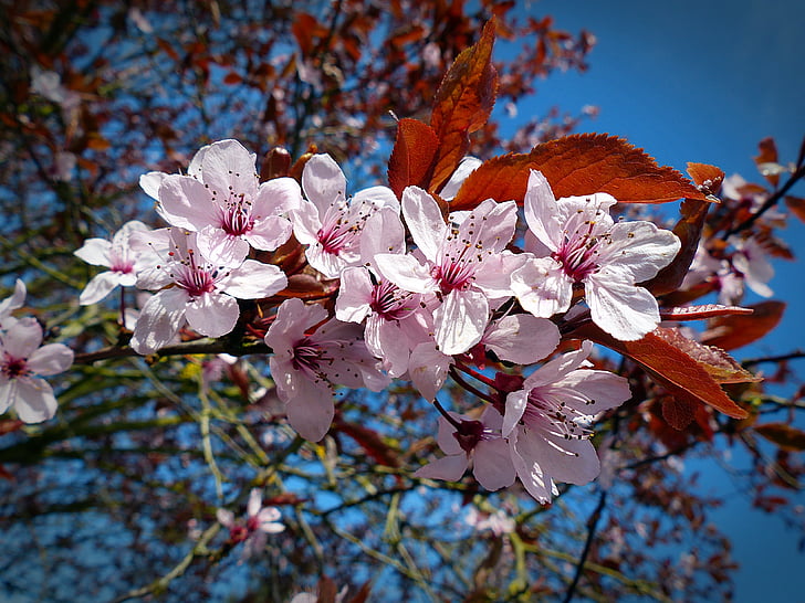 Cherry, Blossom, mekar, Sakura, musim semi, merah muda, Jepang cherry